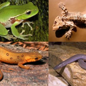 REPTILES and FROGS